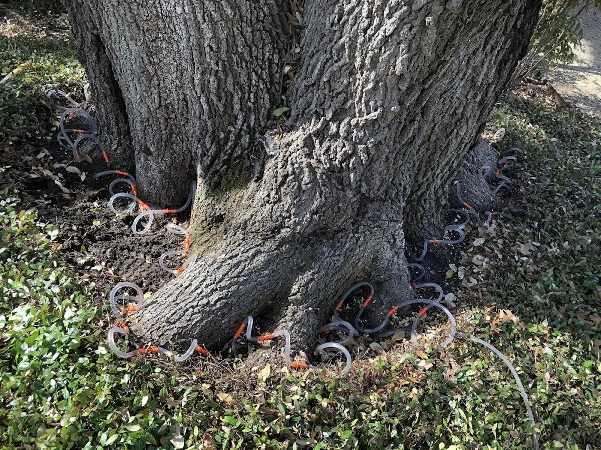 Detailed Tree Cabling and Bracing job site in Shiloh